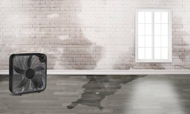 Best Mold removal after water damage  in Shenandoah, PA